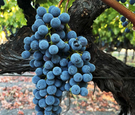 Cabernet Sauvignon grapes on the vine at Gubel Family Vineyards